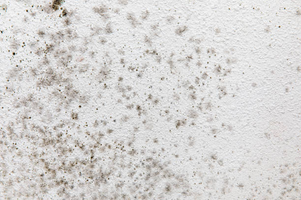 South Yarmouth, MA Mold Removal Company