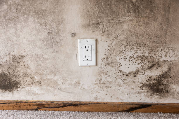 Best Dehumidification Services  in South Yarmouth, MA